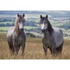 Welsh mountain ponies horse greeting card with envelope