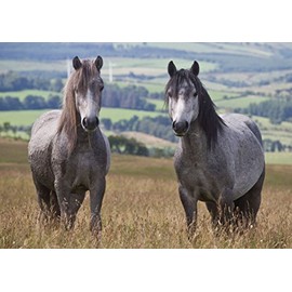 Welsh mountain ponies horse greeting card with envelope