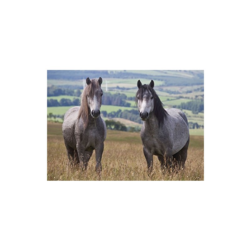 Welsh mountain ponies horse greeting card with envelope
