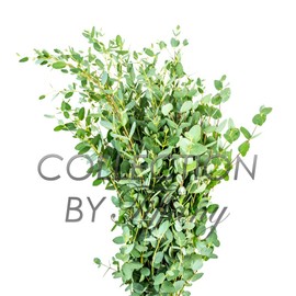 Fresh Eucalyptus Parvifolia Gunni Great Scent Trendy Stress Release