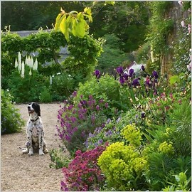 Birthday/Blank Greeting Card For Him/Her - Male/Female - Dog in Flower Garden - BBC Gardeners' World Range - General Card Suitable for Any Occasion - Eco-Friendly