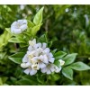 Home-Growth So fragrant Orange Jasmine, Murraya Paniculata - 10 Seeds