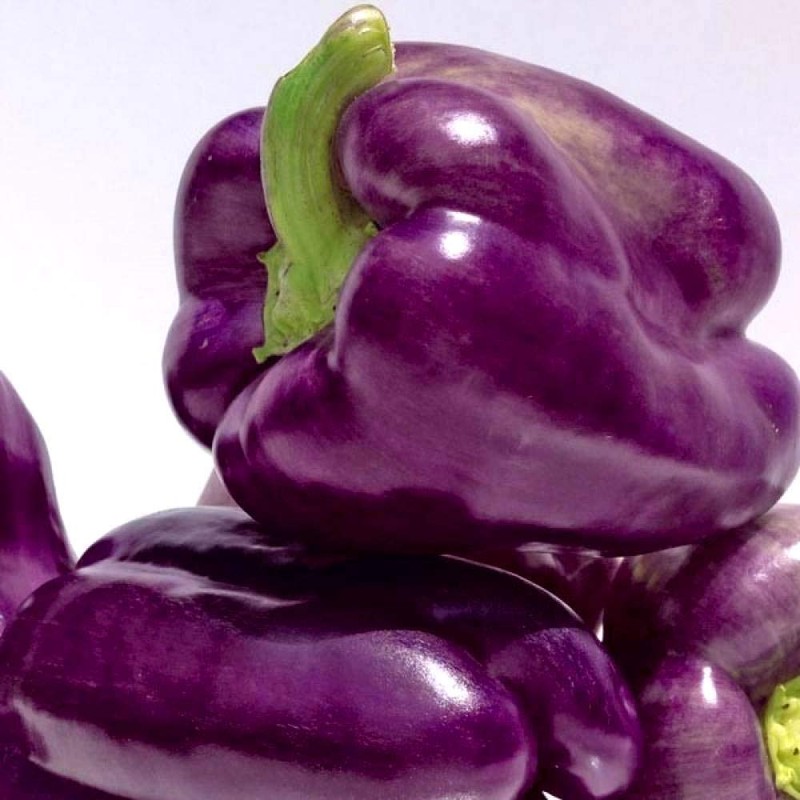 Purple Lilac Sweet Bell Pepper Capsicum Annuum 30+ Seeds for