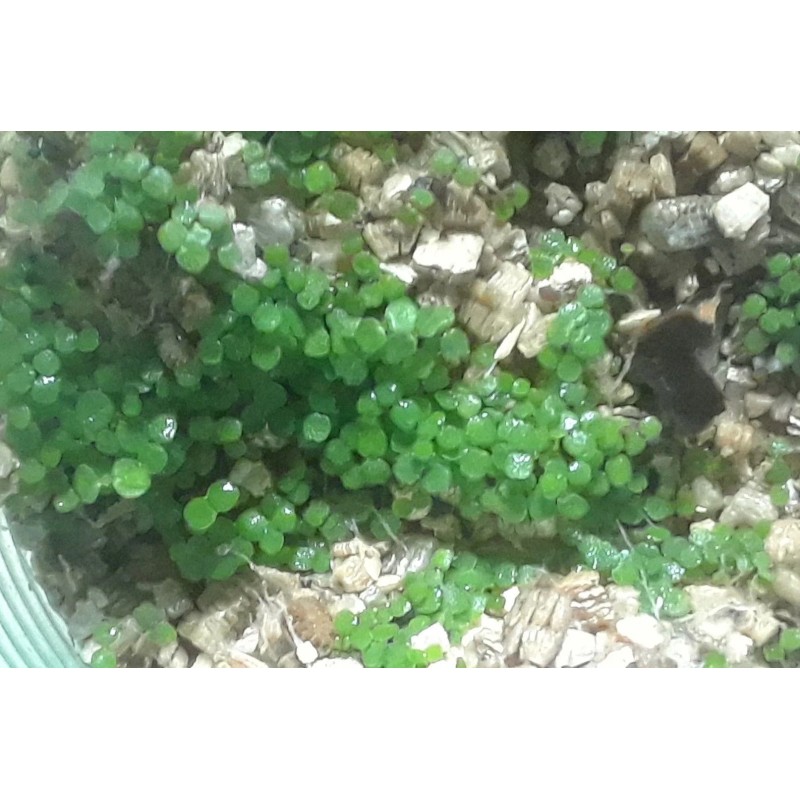 Fredsfish 10 grams Stinging Nettle Seeds (Urtica Dioica) From USA