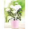Royal Gardineer Watering Balls: Set of 8 Watering-Free Watering Balls,