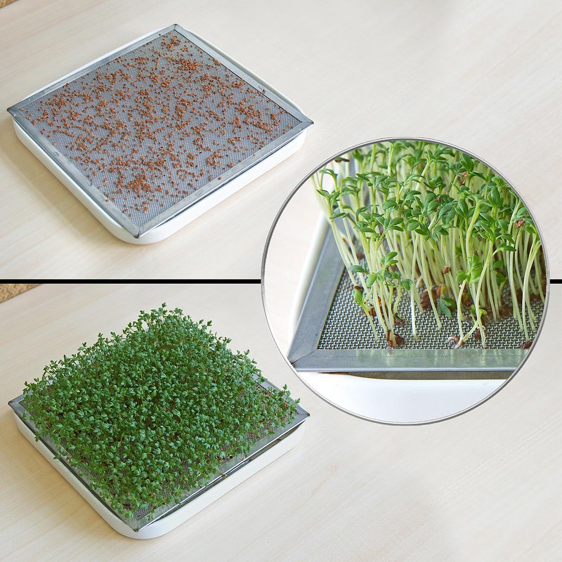 Royal Gardineer Sprouting Glass: Germination Glass with Metal Stand, Cress