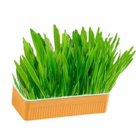HEEPDD Hydroponic Cat Grass Kit, Soil Free Growing Catnip Cat Grass with Planting Box, Healthy and Indoor Pet Grass, Easy to Grow (Blue Orange)