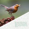 Wildlife Friend, 30 cm Grain Bird Feeder, Green, with 4