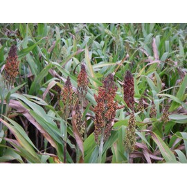 Japanese Millet - Duck - Food Plot - 5 LB