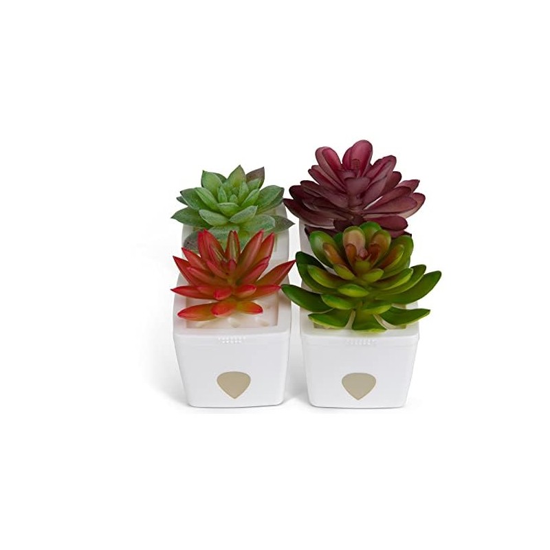 ZendoZones Succulent Fruit Fly Trap – Joyful Janet Design with