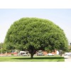 CZ Grain Four Globe Willow Tree Cuttings - Fast Growing