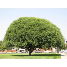 CZ Grain Four Globe Willow Tree Cuttings - Fast Growing Shade or Privacy - 4 Live Trees