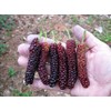 Pakistan Long Mulberry Tree - Morus Macroura Long Mulberry -