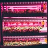 LED Growth Light Strips for Indoor Plants Pink-purple LEDs Grow