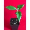yunakesa Caimito Purple Star Apple Chrysophyllum cainito Seedling Plant Potted