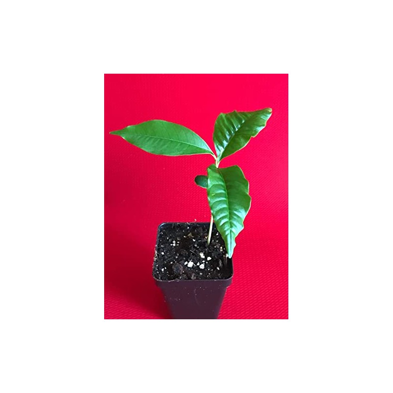 yunakesa Caimito Purple Star Apple Chrysophyllum cainito Seedling Plant Potted