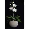 Handmade Orchid Pot (Phalaenopsis) | White Orchids with Yellow Pistils