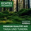 sphagnum-shop.com Bollenmoos preserved for moss pictures, decorative moss, premium quality,