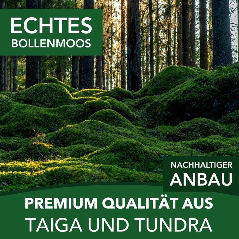 sphagnum-shop.com Bollenmoos preserved for moss pictures, decorative moss, premium quality,
