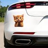 2 pcs Thinking Cat Funny Car Bumper Sticker,6 Inch Vinyl