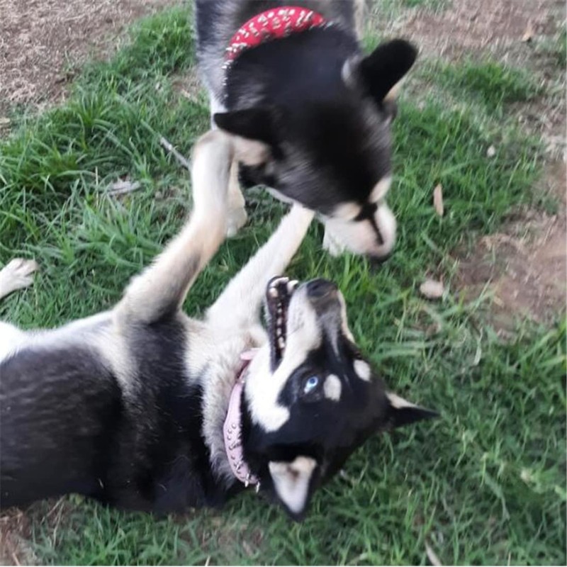 BTDCFY Hoot PU Leather Adjustable Spiked Studded Dog Collar 2"