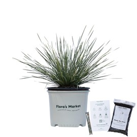 Platinum Beauty Lomandra - 3 Gallon - Includes Planting Kit
