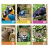Fun Express Jungle VBS Classroom Poster Set - 6 Piece,