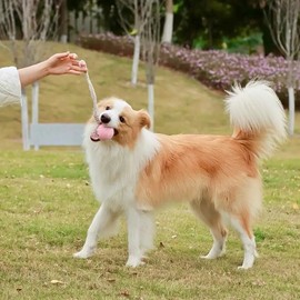 Wauzebacke Dog Toy, Tennis Ball with Rope 32 cm in Various Pastel Colours, Interactive Throw and Tug Toy, Dental Care, Durable (Pale Pink)