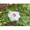 Roots Rose Of Sharon Hibiscus Organic Live Plant w/ Roots