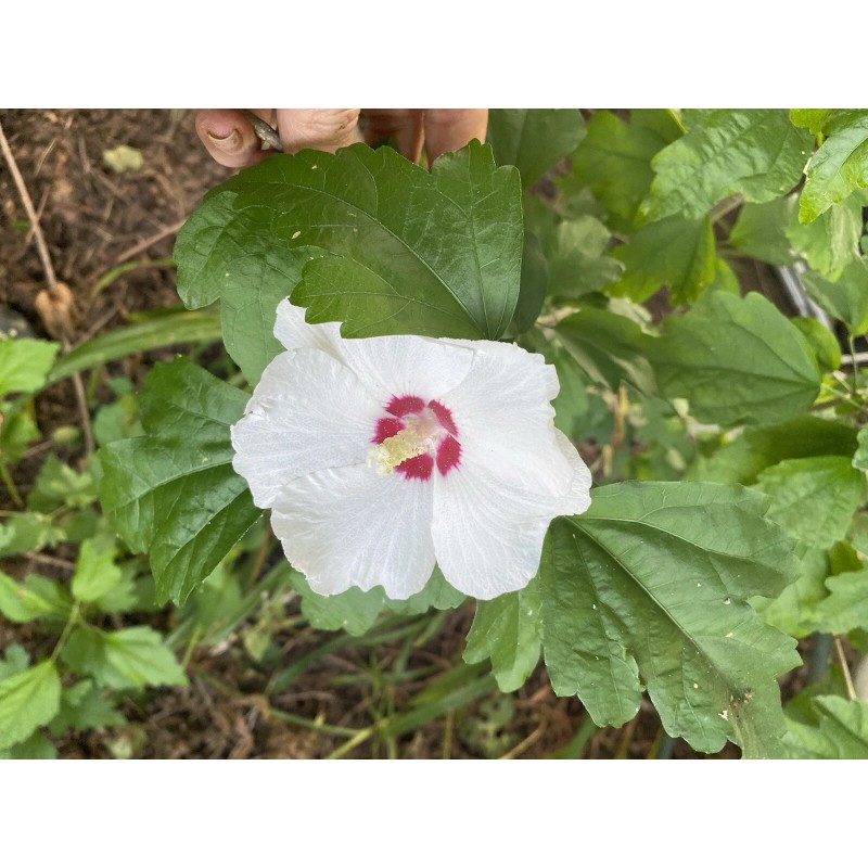 Roots Rose Of Sharon Hibiscus Organic Live Plant w/ Roots