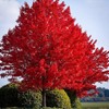30+ Red Maple Seeds for Planting Outdoors - Heirloom Maple