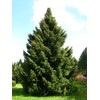 Serbian Spruce | Small Tree Seedling | The Jonsteen Company