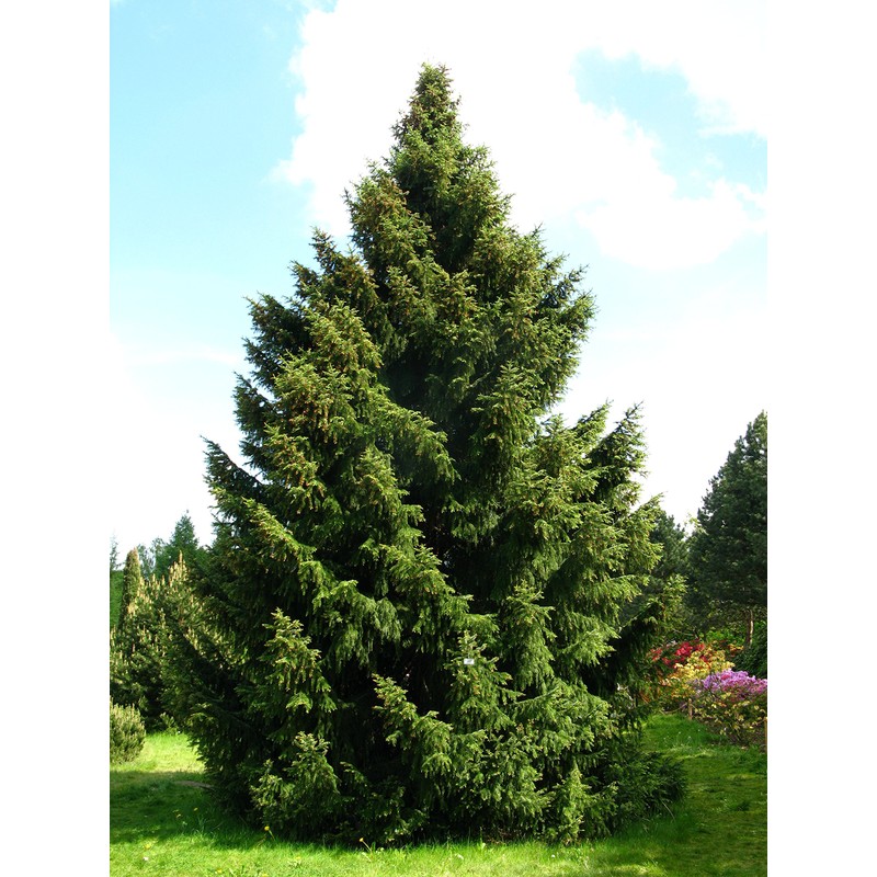 Serbian Spruce | Small Tree Seedling | The Jonsteen Company