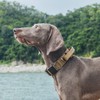 OneTigris K9 Collar with Metal Buckle for Dogs, Reusable Packaging