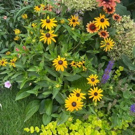 NYGardenia 500 Rudbeckia Seeds – Yellow Black Eyed Susan Wildflowers, Heirloom Garden Seeds for Outdoor Planting, Non-GMO