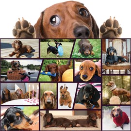 Better Me Dachshund Dogs Jigsaw Puzzle – 1000 Piece Puzzle for Adults & Teens, Perfect Dog Gift for Dachshund Lovers, Doxie Dad & Doxie Mama (1000 Pieces)