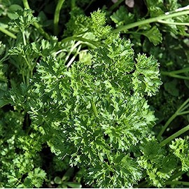 Parsley Seed, Italian Dark Green - 100 Count Seed Pack - Non-GMO - A Dark Green Version of Italian Giant with a Flavor That is Richer Than Curled Varieties. - Country Creek LLC