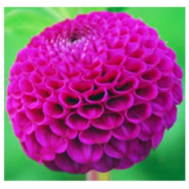 Rocco Dahlia - Large Tuber Pink - Captivating Pink Blooms for Spring Planting 2025 - Perfect for Garden and Floral Displays - 5 Gallon Size Bar Root Tuber
