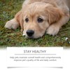 Dog Nutritional Supplement | Pet Body Care Nutrition - Health