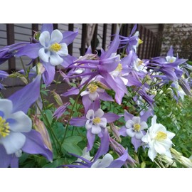 Flowers 250+ Michigan Columbine Seeds  - Organic & Non-GMO!