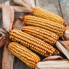 Minnesota 13 Corn - 4oz Bulk (~450 Seeds) - Famous Prohibition-Era Heirloom, Great for Livestock & Homesteading, Non-GMO, Heirloom Dent Corn Seeds for Planting in The Home Garden, Thresh Seed Company