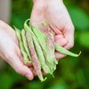 Organic Pinto Bean Seeds - USDA Organic, Non-GMO, Open Pollinated,