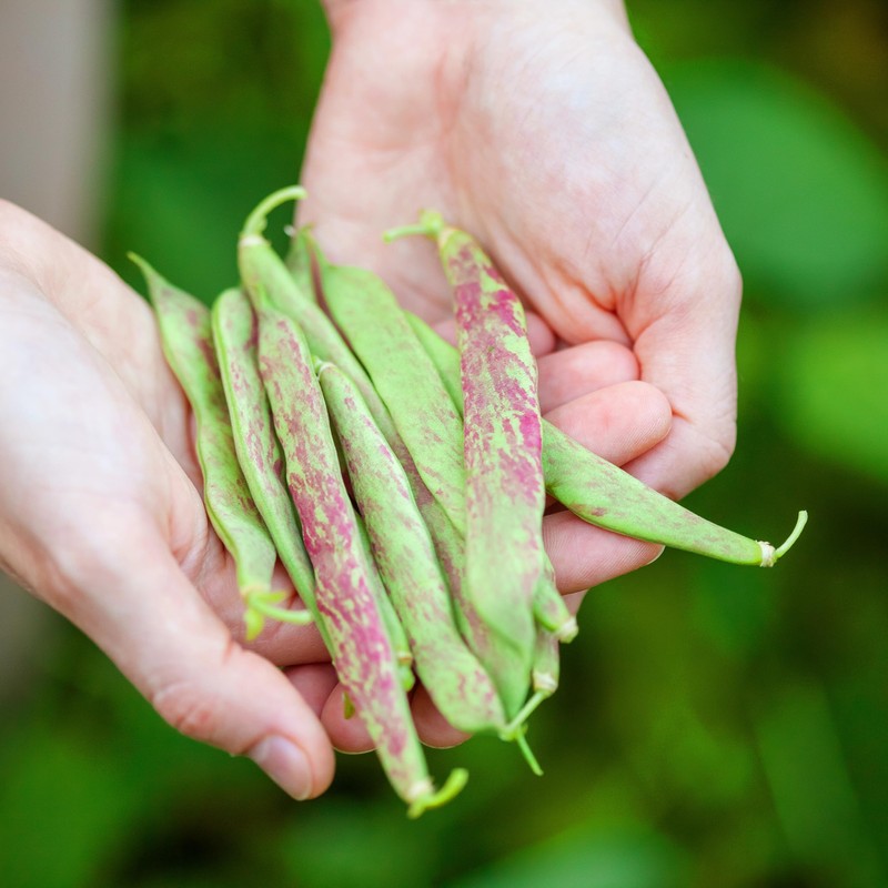 Organic Pinto Bean Seeds - USDA Organic, Non-GMO, Open Pollinated,