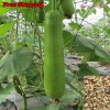 Treevale Bottle Gourd Seeds | Calabash Gourd, Gourds, Long Bottle
