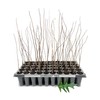 Cherrybark Oak Tree | 3 Live Plants | Quercus Pagoda