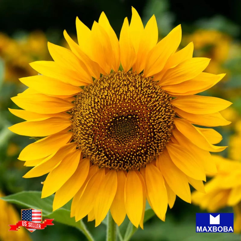 Maxboba Sunflower Seeds Mammoth Grey Stripe Non-GMO - 50 Seeds