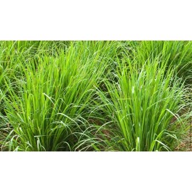 Abreiko Aceite Esencial De Limoncillo (lemongrass) 100 Mililitros