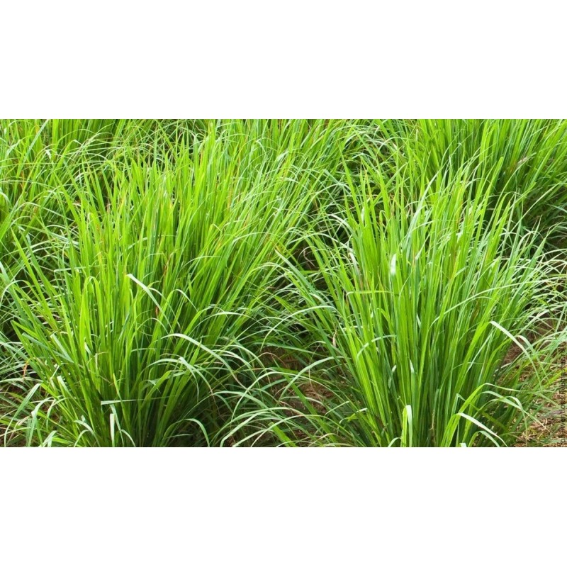 Abreiko Aceite Esencial De Limoncillo (lemongrass) 100 Mililitros