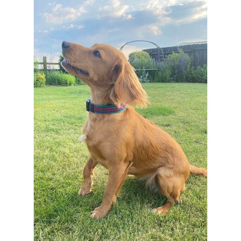 Tartan Dog Collar 25mm Wide Adjustable Comfortable Collar Small Medium