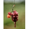 Tandem Baits Carp Feed Fishing Food Pop Ups Boilies Zig